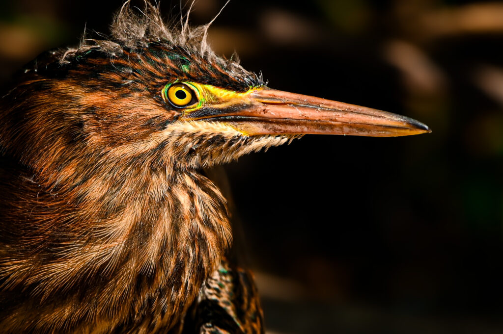 Green Heron Florida