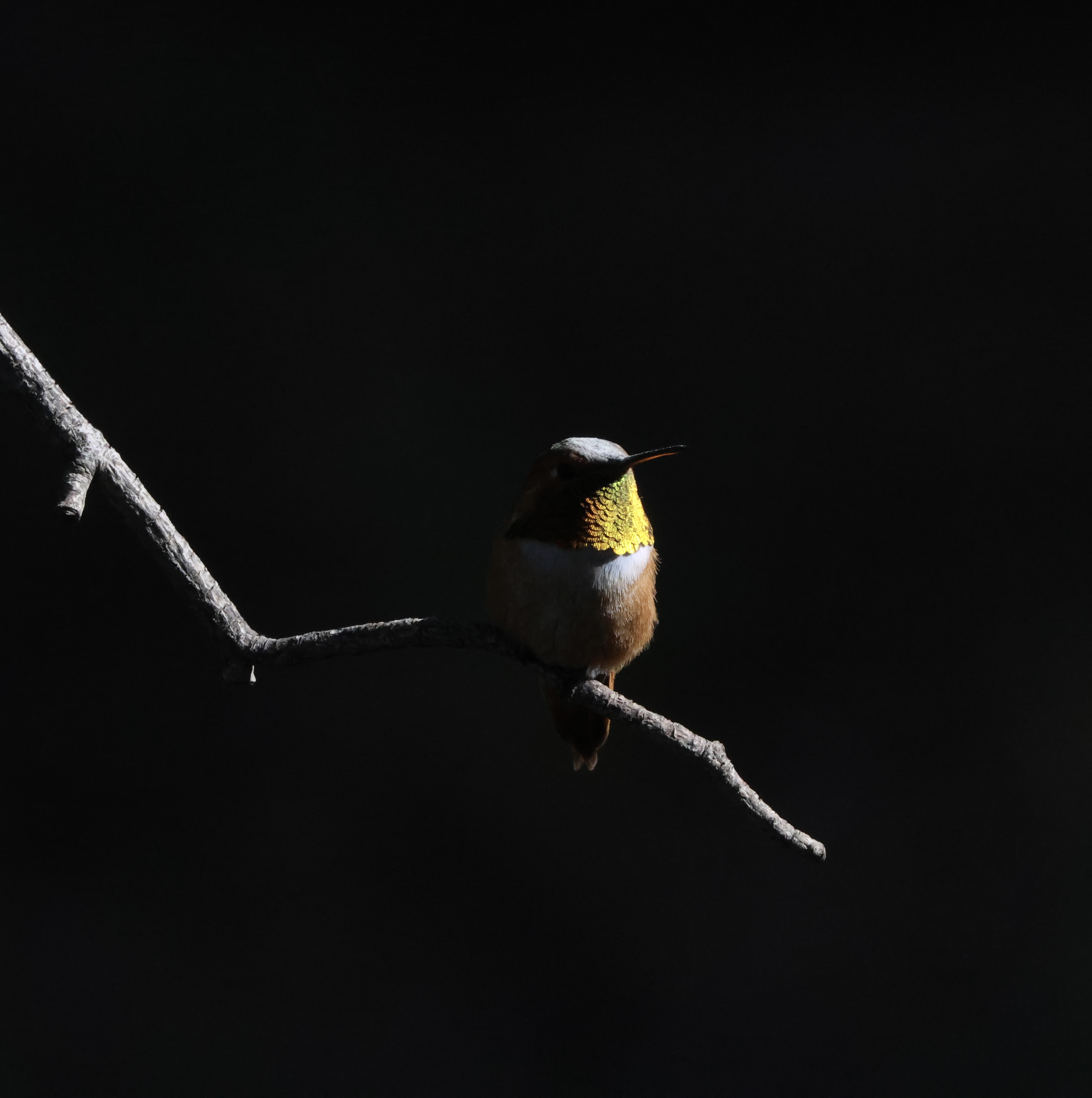 Hummingbird Migration Maps and Routes 2025 - Rufous Hummingbird