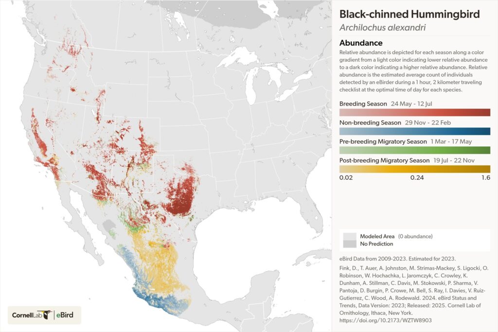 Hummingbird Migration Maps and Routes 2025 - Black-chinned Hummingbird